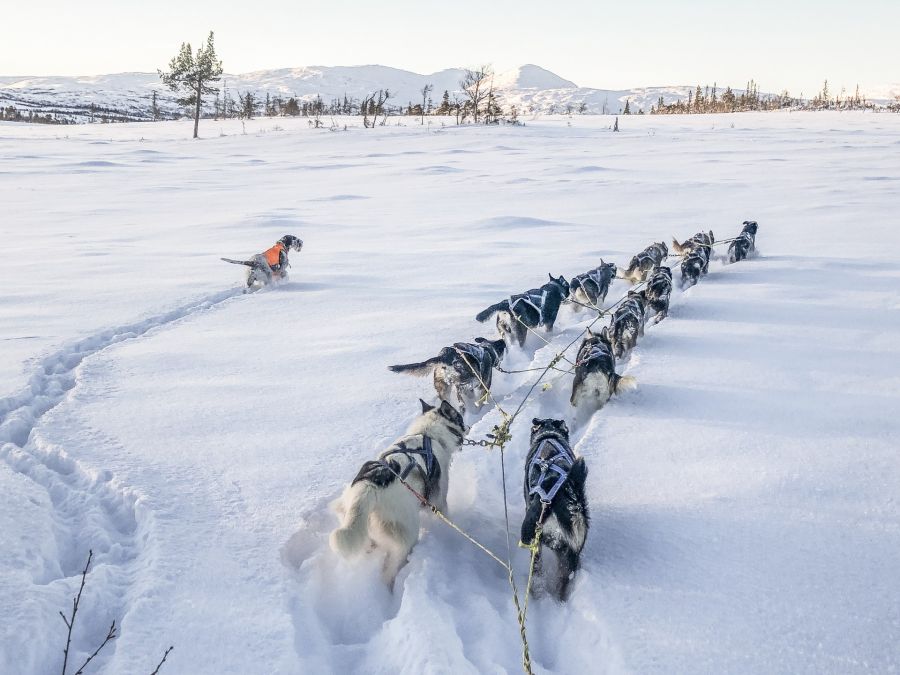 Aspåsen gård og husky